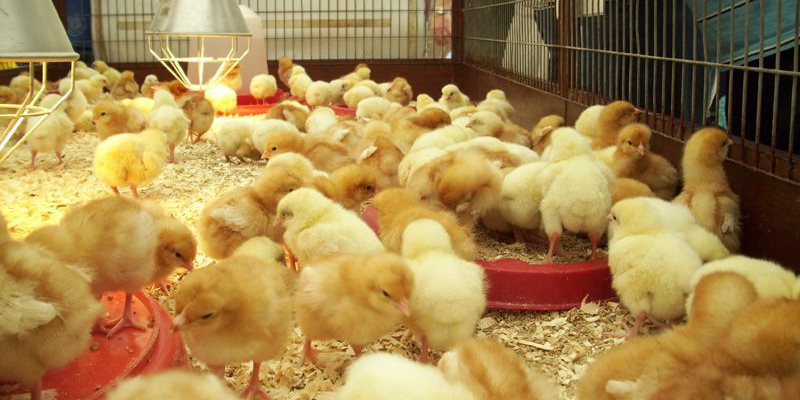 Biện Pháp Phòng Bệnh Trong Cách Chăm Sóc Gà Con Mới Nở