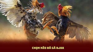 Chọn Kèo Đá Gà BJ88 – Hướng Dẫn Tân Thủ Cách Phân Tích Gà Chuẩn