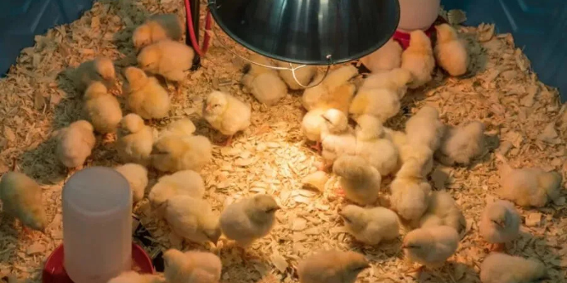 Quy Trình Cách Chăm Sóc Gà Con Mới Nở Giai Đoạn Đầu